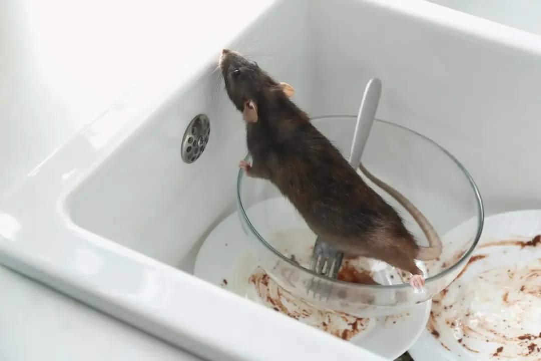 Mouse And Rat Pest Control Kingston and Paddington