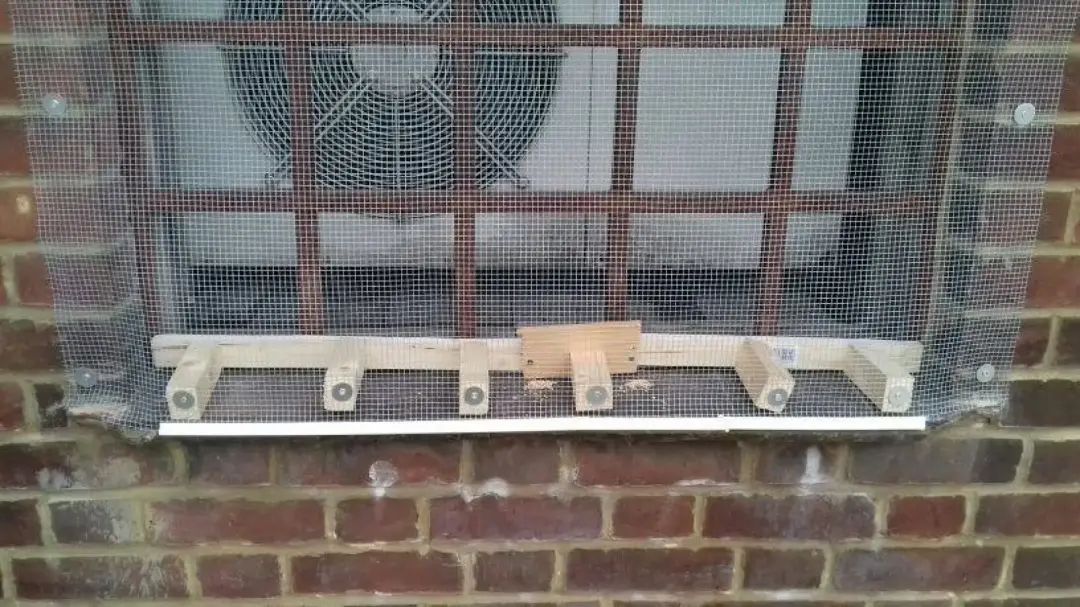 Pest Prevention Kingston and Paddington