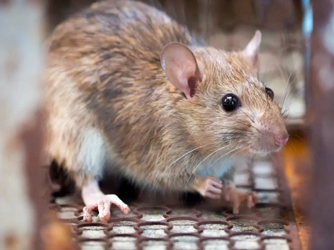 Mice And Rats Treatment Kingston, Richmond and Paddington