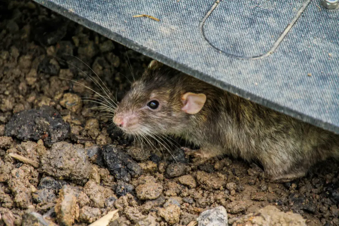 Mouse And Rat Pest Control Kingston, Richmond and Paddington
